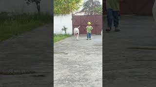 DOGO ARGENTINO #dog #americanbully #pitlove #dogbreed #dragonspitkennel #motivation #pitbull #shorts