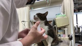 ⑨猫のゴンタちゃんの栄養補助