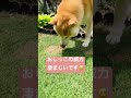 芝生が枯れる理由 shorts shiba 姫高麗芝