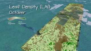 Visualization of LiDAR Derived Leaf Area Index (LAI) Data - Time Series