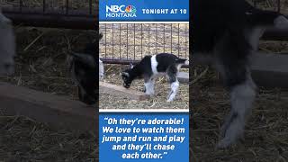 MONTANA MOMENT: Two words… Baby GOATS! 🐐❤️Tonight at 10PM.