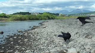 L0308　大分川　魚肉ソーセージ　モンファミリー（ハシボソガラス）Oita River　Fish Sausage　MON Family (Wild Carrion Crow)