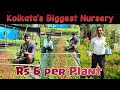 Kolkata's Biggest Wholesale Plant Nursery. You will be Surprised to See the prices of the plants