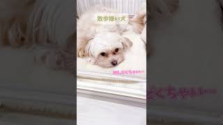 【お散歩って言葉を聞くとサークルの中に入っちゃう🐶💦】チワプー#ちわぷー#愛犬#トイプードル#チワワ#犬のいる生活#犬のいる暮らし#可愛い#子犬#shorts