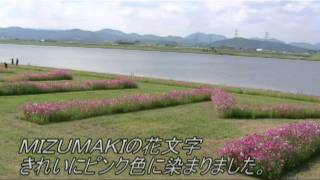 2011年10.19 コスモス開花情報（水巻町猪熊コスモス園）