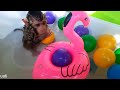 cute baby monkey bathing and play on the playground- animal ht - animals home