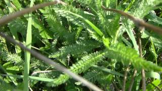 Frühlingserwachen - Schafgarbe (Achillea filipendulina)