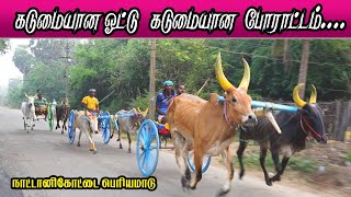 பெரியமாடு நாட்டானிக்கோட்டை தஞ்சாவூர்(மா) 13/03/2022 Nadanikkottai Periyamadu Ksk rekla race