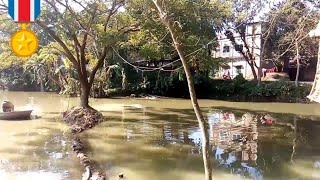 Pond Feeding পুকুরে সম্পূরক খাদ্য সরবরাহ ও তৈরির নিয়ম | আধুনিক পদ্ধতিতে মাছ চাষ