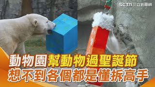 情緒價值100分！芝加哥動物園幫動物過聖誕節 動物們豪邁張嘴拆禮物 想不到各個都是懂拆高手｜三立新聞網 SETN.com