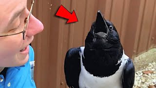 This crow seems convinced he's a tiny human and talks to people