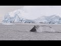 Antartic Peninsula Wildlife