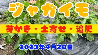 【ジャガイモ　芽かき　土寄せ　追肥　】肥料代0円！生ゴミボカシ肥料でジャガイモを栽培！無農薬でサステナブルな家庭菜園を始めよう！