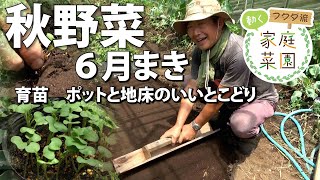 【家庭菜園】６月に秋野菜の種まき　ポットと地床を併用　おまかせ菜園フクダ流