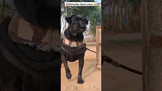 🦮Rottweiler big black dog 🐕 Rottweiler cross check out #Rottweiler #dog #pritodog735 #shortviral