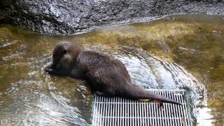 コツメカワウソのアミン「小石で遊ぶの楽しいよ」＠上野動物園 / Otter playing with small stone - DSCN7091