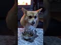 朝食に駆けつけるコーギー corgi speedrun to breakfast corgi コーギー サクラ