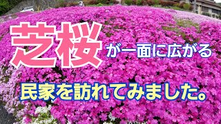 春を満喫！芝桜の絨毯がある民家を訪れてみた。