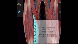 実践でみるスポーツ障害「大腿四頭筋挫傷」Sports Disorders in Practice \