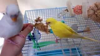 セキセイインコ　＊空とレモ＊　粟の穂食べる