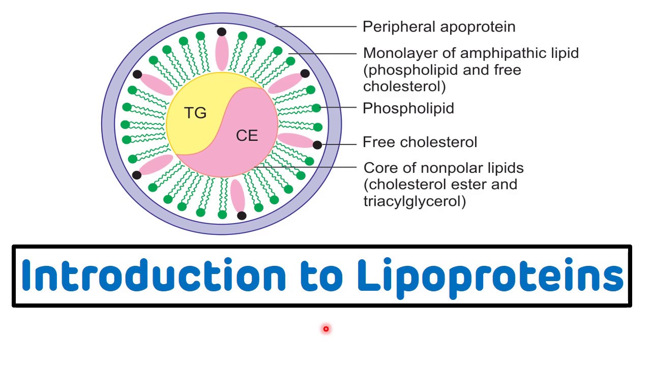 Introduction To Lipoproteins || Lipoproteins Biochemistry ...