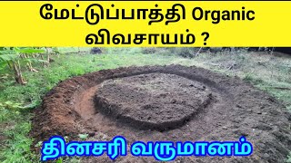 மேட்டுப்பாத்தி Organic விவசாயம் | வட்டப்பாத்தி அமைக்கும் முறைகள் | தினசரி வருமானம் தரும்