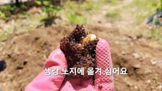 생강 싹 틔워 텃밭에 옮겨 심기 planting ginger in the garden #생강 #ginger