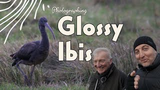 Photographing Glossy Ibis, RSPB St Aidans