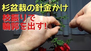 杉盆栽の針金かけ　枝振りで輪郭を出す！