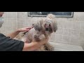 Difficult Doggie Groom, Full groom, heavily matted Poodle mix dog breed, no restraints, grooming