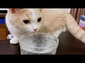 初めて炭酸水を見て困惑する子猫に襲いかかった悲劇とは笑｜短足マンチカン