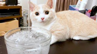 初めて炭酸水を見て困惑する子猫に襲いかかった悲劇とは笑｜短足マンチカン