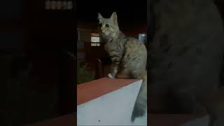 வீட்ட வெளிய போ #petkingdom #pleasesubscrib#cat#shortvideo #catfunny#funny#kittycomedy#trending#cute