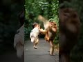 kungfu ai kungfu kungfuai ai aiviral cute cutebaby monkey cutemonkey funny funnyanimals