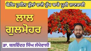 Gulmohar tree \u0026 benefits | ਗੁਲਮੋਹਰ ਦਾ ਰੁੱਖ | Grow These Flower Tree in Rainy Season