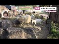 周南市ウィーク　徳山動物園から中継