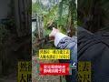 金漢柿餅優質農地1530坪，新竹縣新埔鎮下旱坑段，總價nt$758萬，兩個好朋友一起買最好，可以蓋資材室也可以蓋農舍 發電哥房地產直播