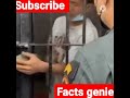 how to escape from prison |#shorts#viral#amazing facts#facts genie......