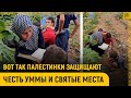 Вот так палестинки защищают честь уммы и святые места