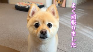 【朗報】トリミングから帰宅後、愛犬に嬉しいことがありました！