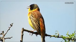 Αμπελουργός Κελάηδημα - Black-headed bunting singing