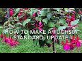 how to make a fuchsia standard update how to train a fuchsia gardening essex uk