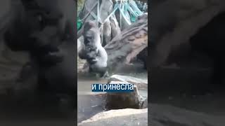 Горилла показала людям, что она тоже хорошая мать