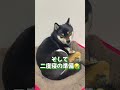 朝ごはんの後豆柴は何してるの？【柴犬】 shorts