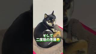 朝ごはんの後豆柴は何してるの？【柴犬】#Shorts