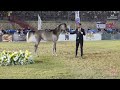 N 110 ALMA FM   Iksal Arabian Horse Show   Yearling Fillys 2023 B Class 9