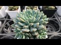 succulent plant 多肉植物特徵 藍精靈