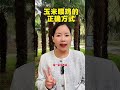 玉米这样喂鸡才正确才不浪费！ 鸡病防治 散养土鸡 养鸡 科学养鸡 科普 鸡 https