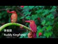 赤翡翠 ruddy kingfisher