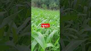 જુવાર Juvar #devashibhaivaja short #agriculture #farmer #gujarati #juvar